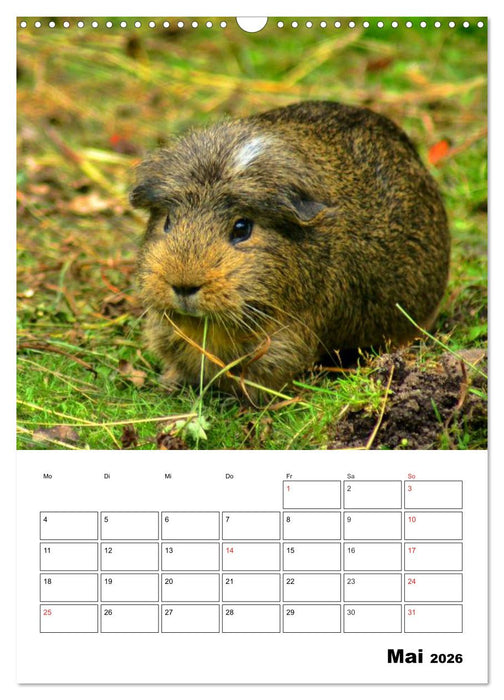 Meerschweinchen Terminplaner (CALVENDO Wandkalender 2026)