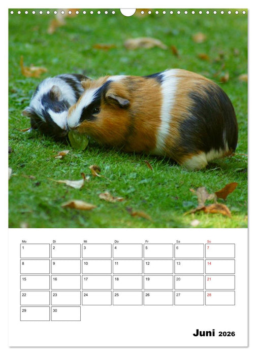 Meerschweinchen Terminplaner (CALVENDO Wandkalender 2026)