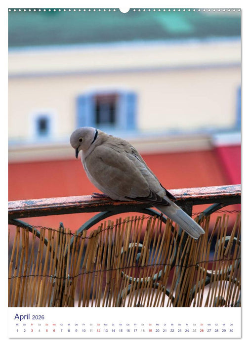 Nizza – Cote d'Azur 2026 (CALVENDO Wandkalender 2026)