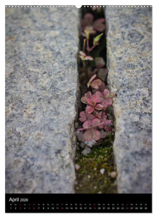 Japan im Blickpunkt (CALVENDO Premium Wandkalender 2026)