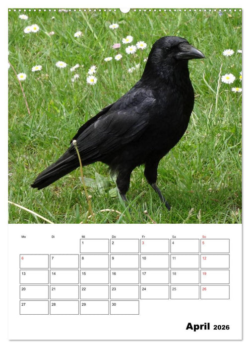 Rabenvögel Terminplaner (CALVENDO Premium Wandkalender 2026)