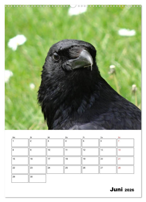 Rabenvögel Terminplaner (CALVENDO Premium Wandkalender 2026)