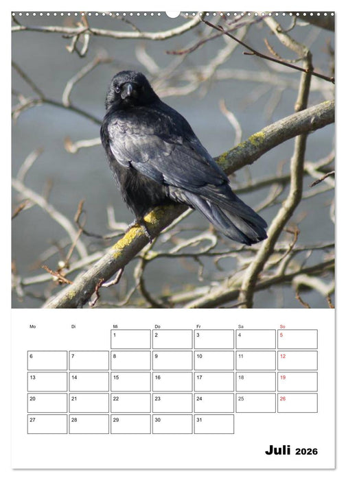 Rabenvögel Terminplaner (CALVENDO Premium Wandkalender 2026)
