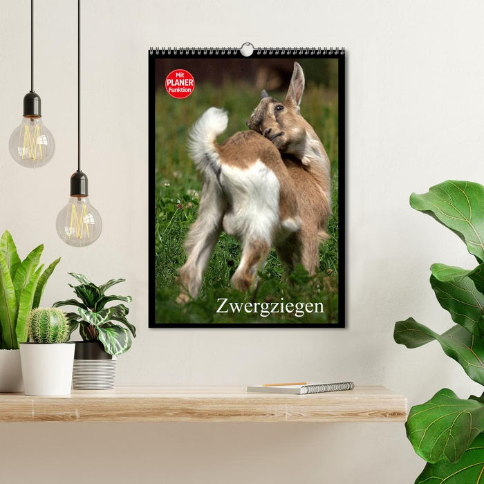 Zwergziegen (CALVENDO Wandkalender 2026)