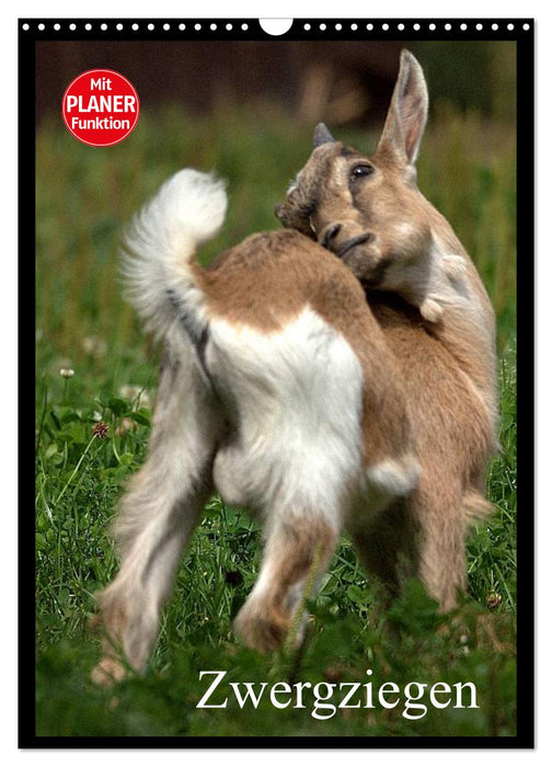 Zwergziegen (CALVENDO Wandkalender 2026)