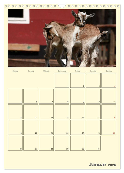Zwergziegen (CALVENDO Wandkalender 2026)