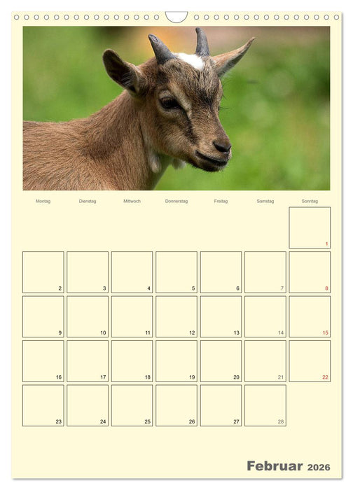 Zwergziegen (CALVENDO Wandkalender 2026)