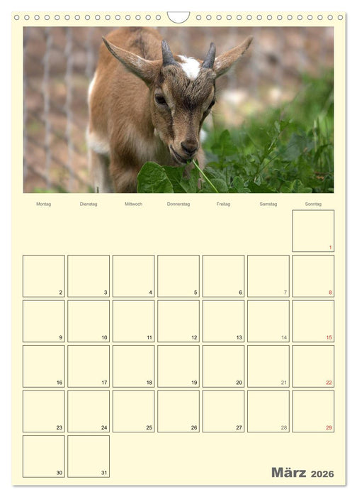Zwergziegen (CALVENDO Wandkalender 2026)