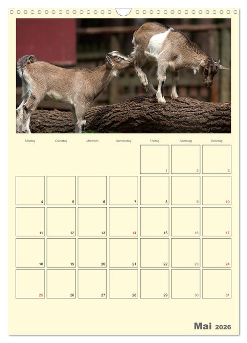 Zwergziegen (CALVENDO Wandkalender 2026)