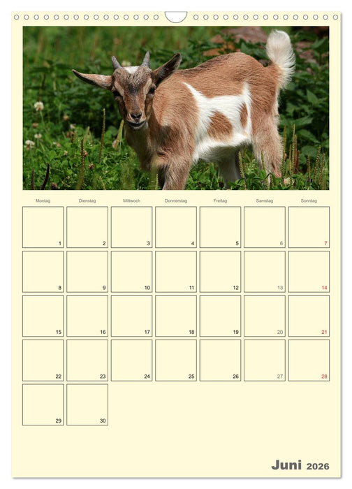 Zwergziegen (CALVENDO Wandkalender 2026)