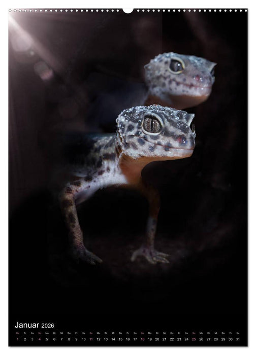 Auge in Auge mit coolen Typen - REPTILIEN (CALVENDO Wandkalender 2026)