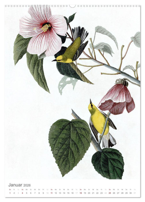 Singvögel-Parade (CALVENDO Premium Wandkalender 2026)