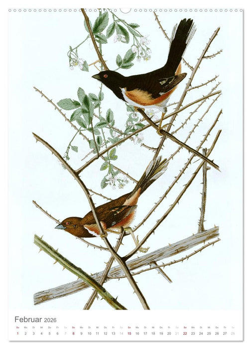 Singvögel-Parade (CALVENDO Premium Wandkalender 2026)