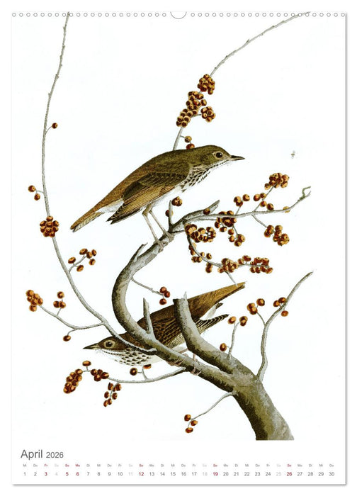 Singvögel-Parade (CALVENDO Premium Wandkalender 2026)