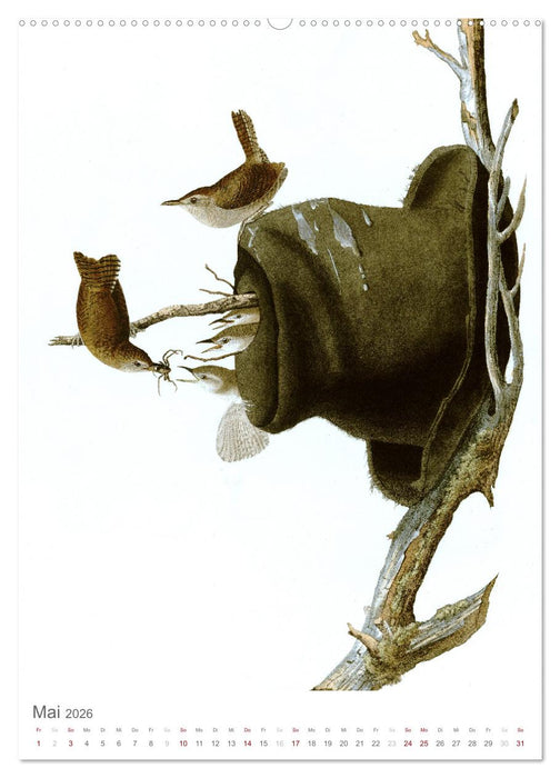 Singvögel-Parade (CALVENDO Premium Wandkalender 2026)