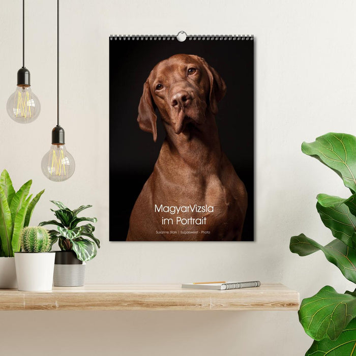 Magyar Vizsla im Portrait (CALVENDO Wandkalender 2026)
