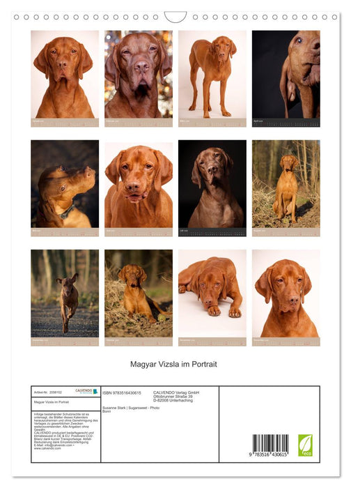 Magyar Vizsla im Portrait (CALVENDO Wandkalender 2026)