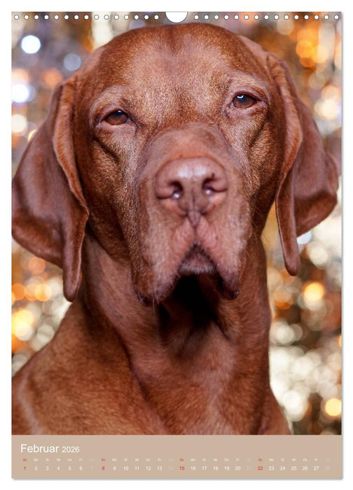Magyar Vizsla im Portrait (CALVENDO Wandkalender 2026)