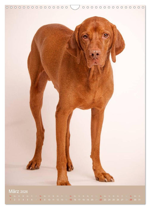 Magyar Vizsla im Portrait (CALVENDO Wandkalender 2026)