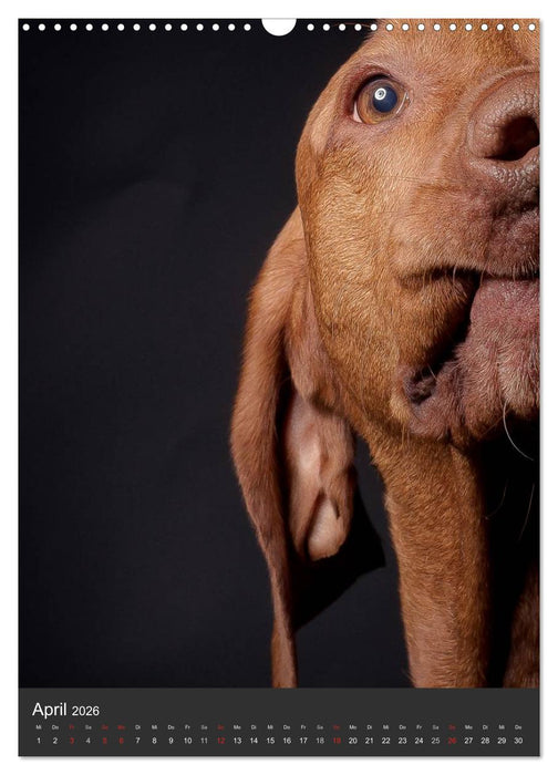 Magyar Vizsla im Portrait (CALVENDO Wandkalender 2026)
