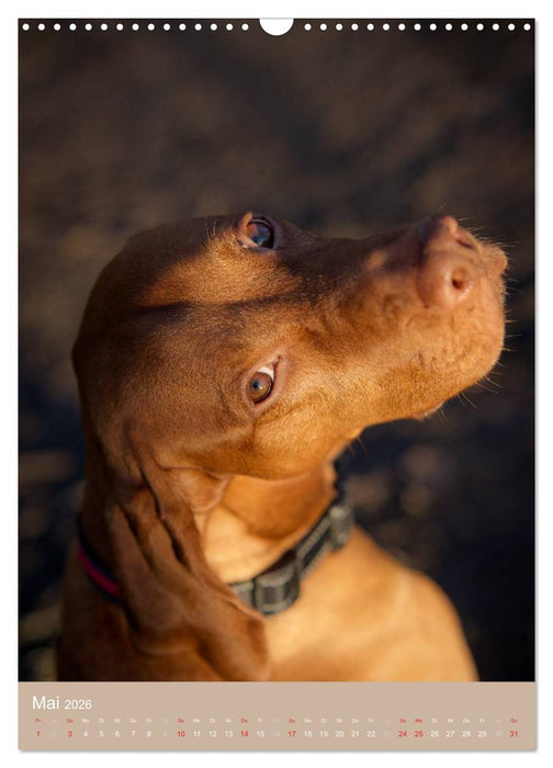 Magyar Vizsla im Portrait (CALVENDO Wandkalender 2026)