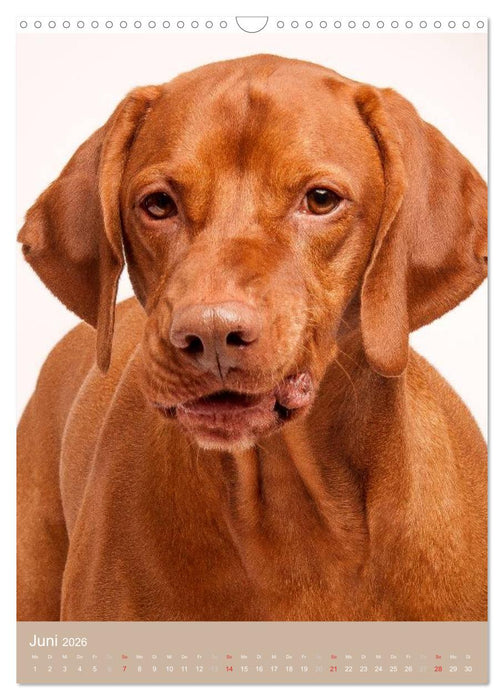 Magyar Vizsla im Portrait (CALVENDO Wandkalender 2026)