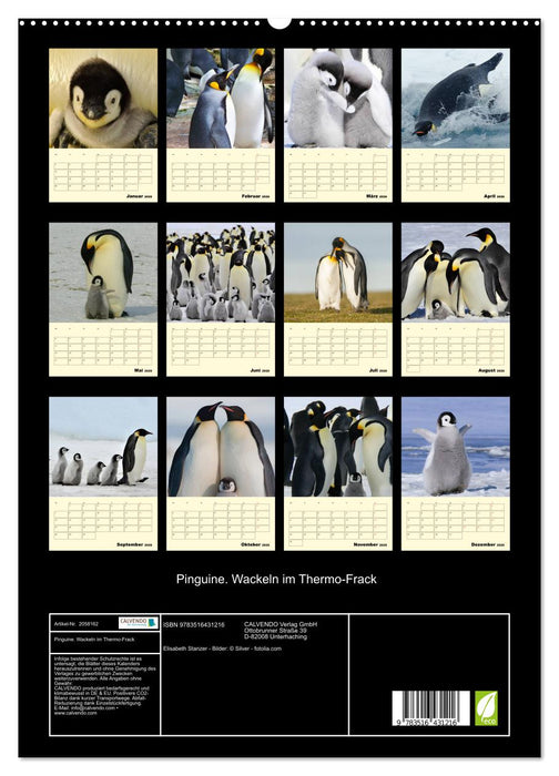 Pinguine. Wackeln im Thermo-Frack (CALVENDO Premium Wandkalender 2026)