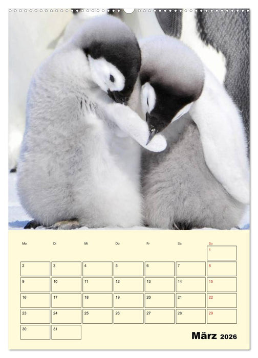 Pinguine. Wackeln im Thermo-Frack (CALVENDO Premium Wandkalender 2026)