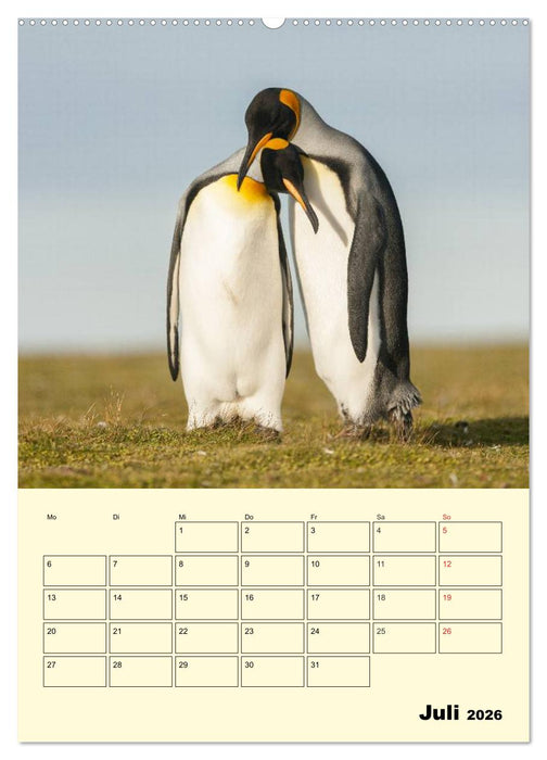 Pinguine. Wackeln im Thermo-Frack (CALVENDO Premium Wandkalender 2026)