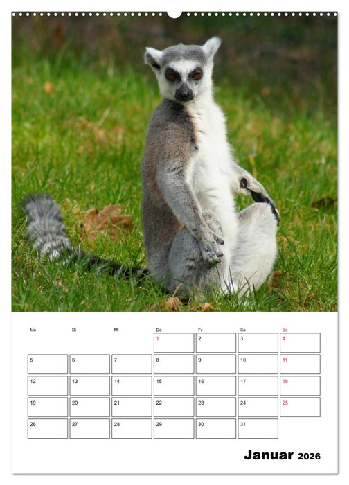 Katta Terminplaner (CALVENDO Premium Wandkalender 2026)