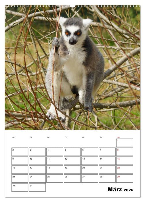 Katta Terminplaner (CALVENDO Premium Wandkalender 2026)