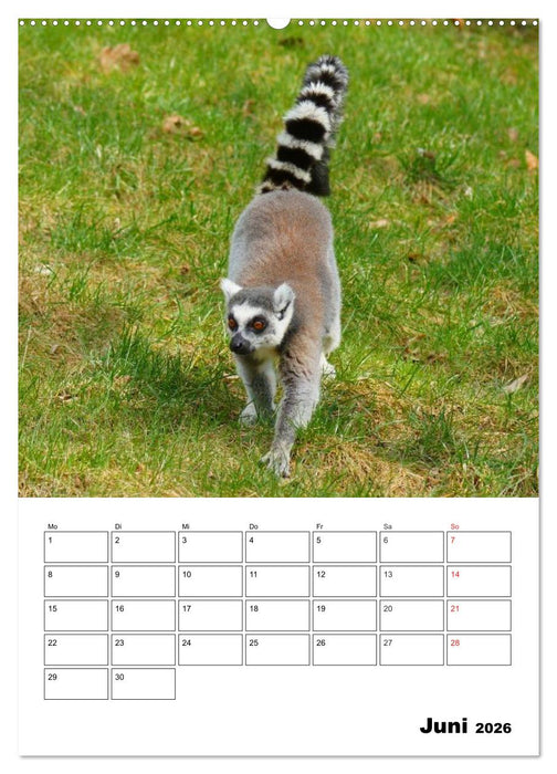 Katta Terminplaner (CALVENDO Premium Wandkalender 2026)