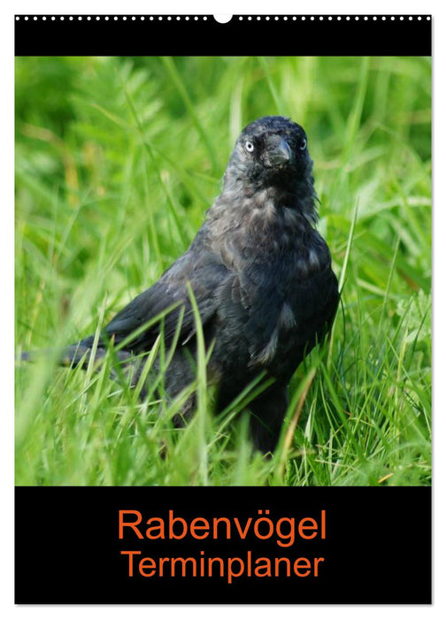 Rabenvögel Terminplaner (CALVENDO Wandkalender 2026)