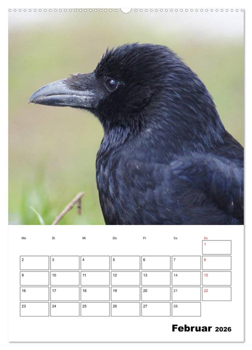 Rabenvögel Terminplaner (CALVENDO Wandkalender 2026)