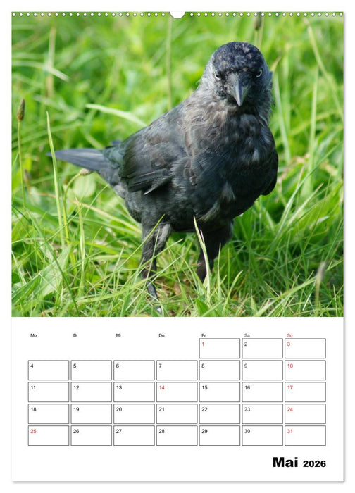 Rabenvögel Terminplaner (CALVENDO Wandkalender 2026)