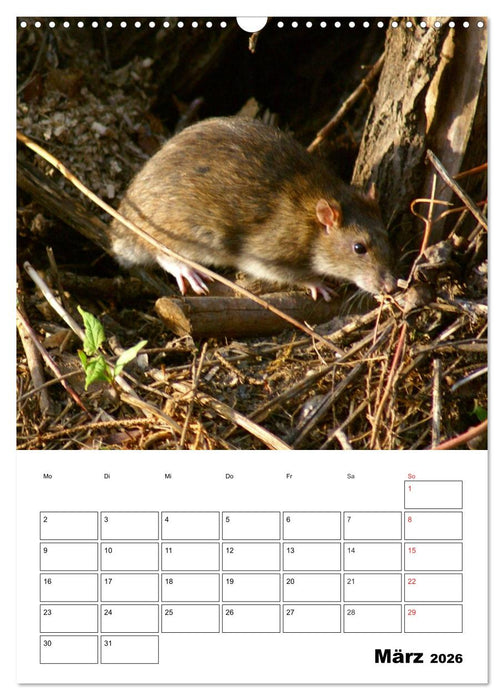 Heimische Wildtiere Terminplaner (CALVENDO Wandkalender 2026)