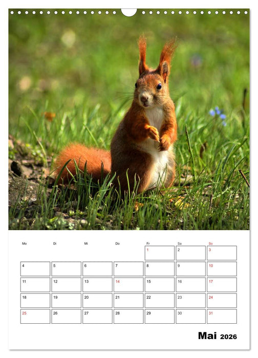 Heimische Wildtiere Terminplaner (CALVENDO Wandkalender 2026)