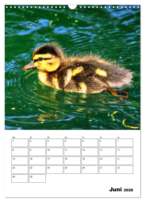Heimische Wildtiere Terminplaner (CALVENDO Wandkalender 2026)