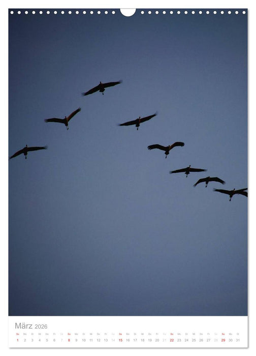 Der Flug der Kraniche (CALVENDO Wandkalender 2026)