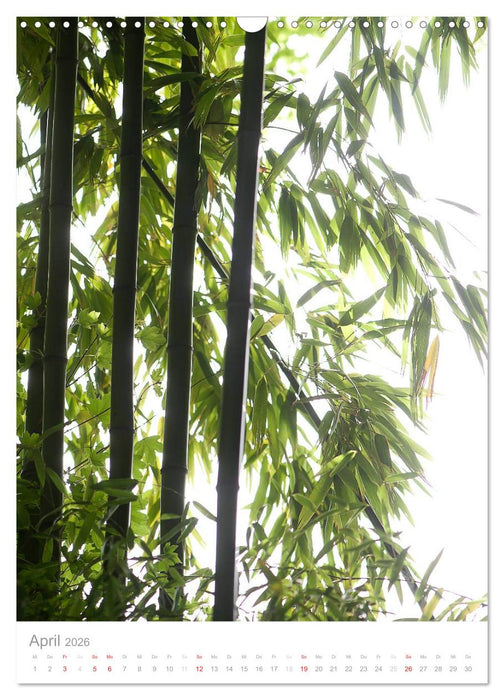 Der Bambus (CALVENDO Wandkalender 2026)