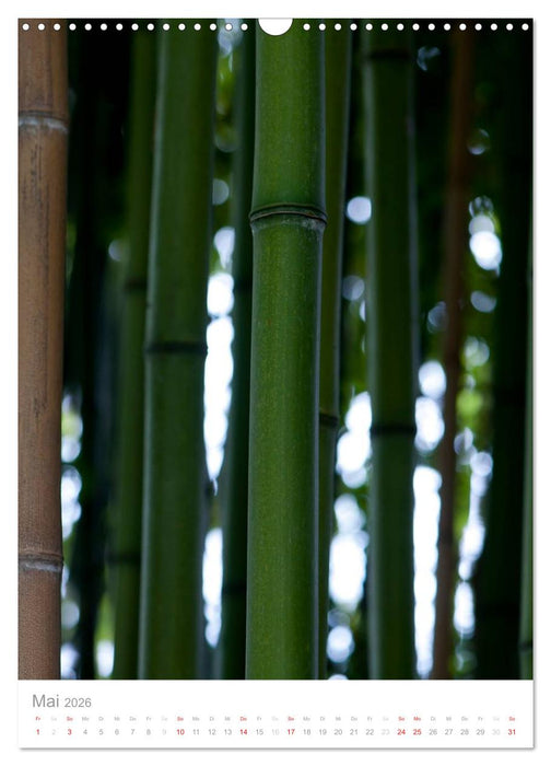 Der Bambus (CALVENDO Wandkalender 2026)