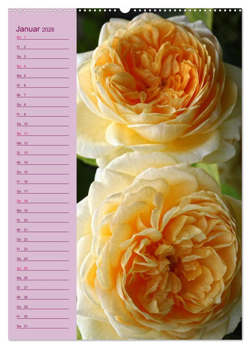 Rosen Symphonie (CALVENDO Wandkalender 2026)