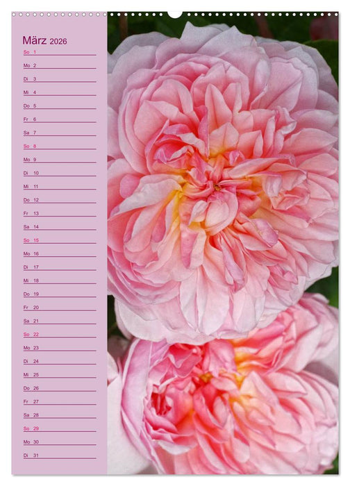 Rosen Symphonie (CALVENDO Wandkalender 2026)