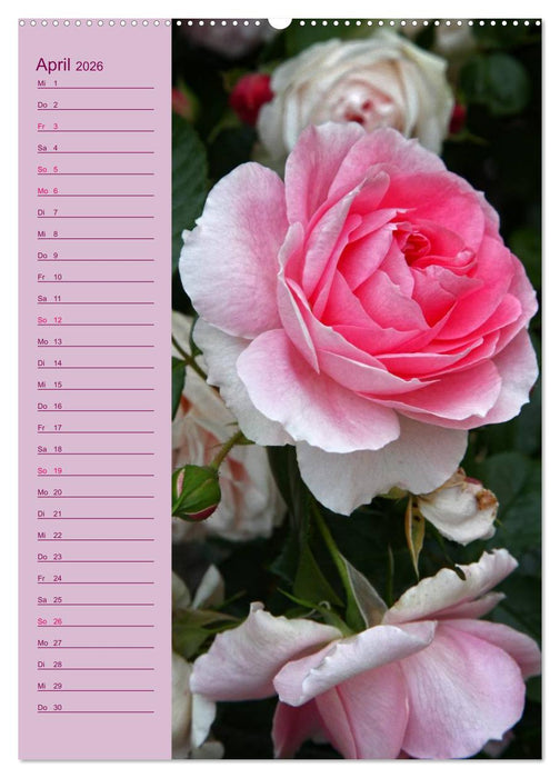 Rosen Symphonie (CALVENDO Wandkalender 2026)