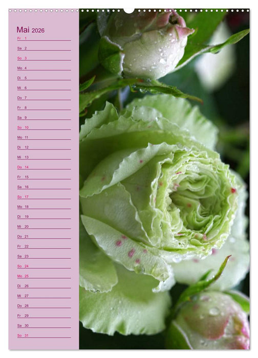 Rosen Symphonie (CALVENDO Wandkalender 2026)