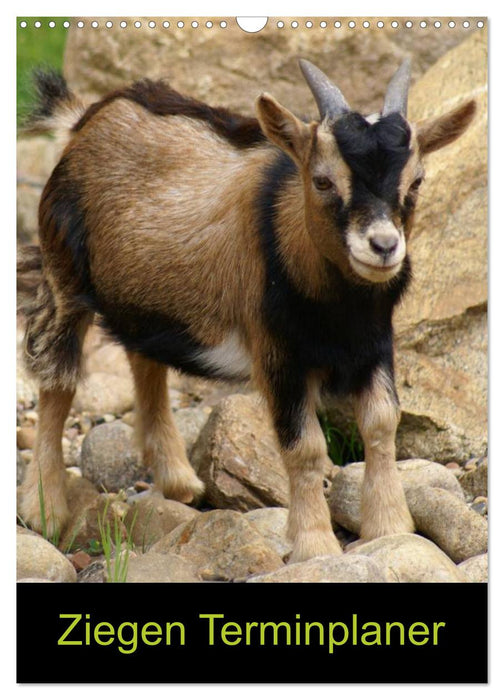 Ziegen Terminplaner (CALVENDO Wandkalender 2026)