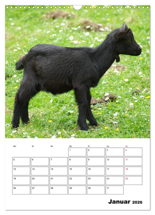 Ziegen Terminplaner (CALVENDO Wandkalender 2026)