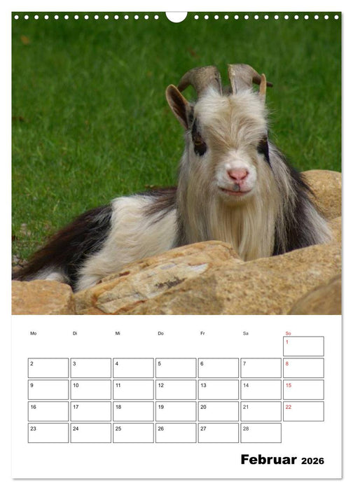 Ziegen Terminplaner (CALVENDO Wandkalender 2026)