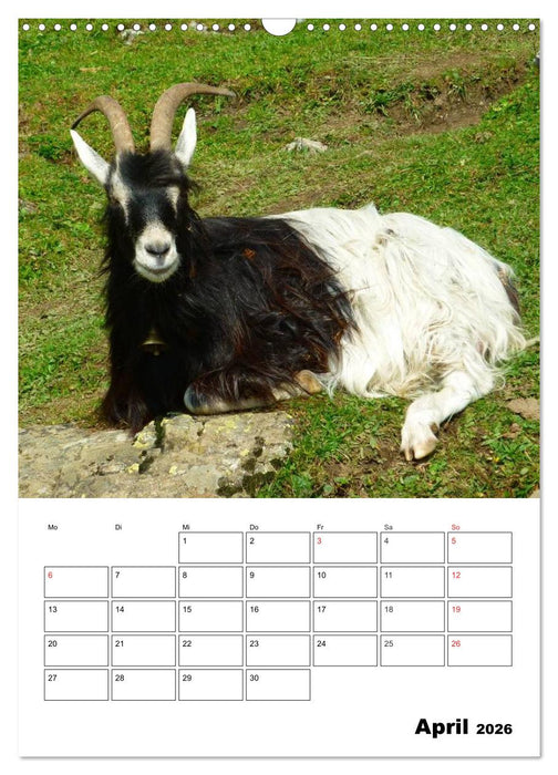 Ziegen Terminplaner (CALVENDO Wandkalender 2026)