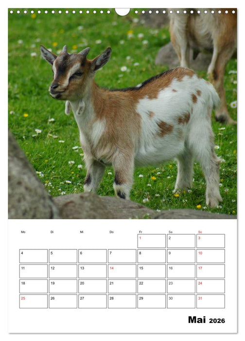 Ziegen Terminplaner (CALVENDO Wandkalender 2026)